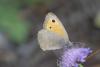 Hyponephele sp.